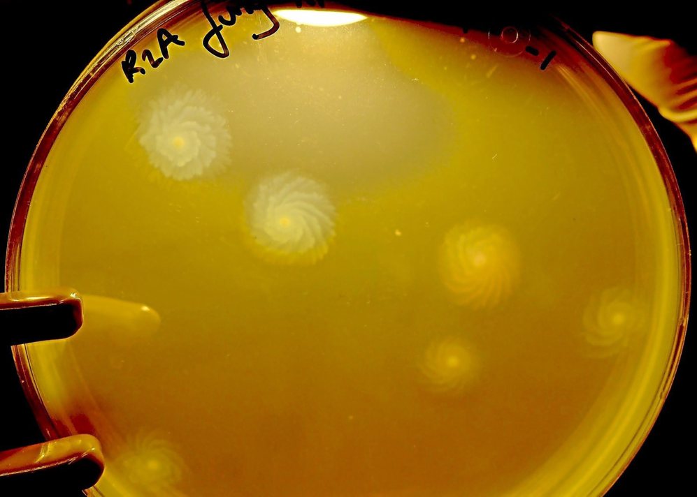 Crecimiento en placa de las colonias de 'Vibrio harveyi'.