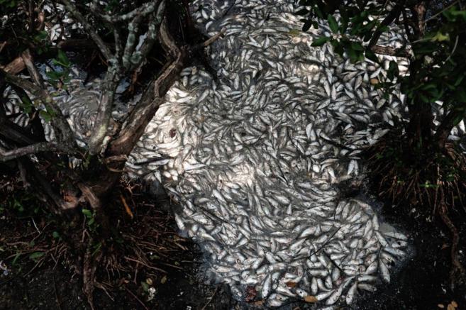 Vista de los miles de peces muertos en la laguna de Rodrigo de Feitas,...