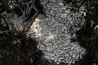 Miles de peces muertos en la laguna  Rodrigo de Feitas.