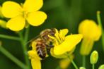 Una abeja obtiene nctar de una flor.