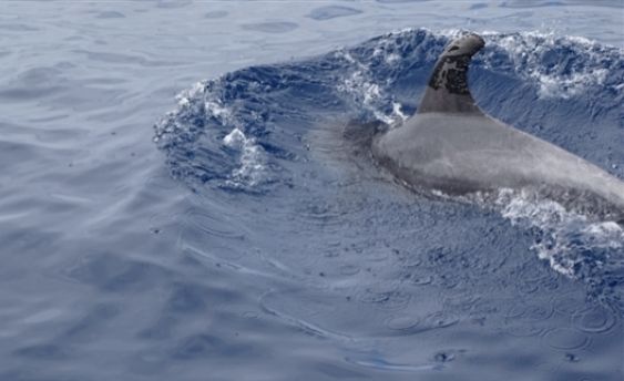 Delfín con la aleta manchada de petróleo cerca del puerto de Puerto...