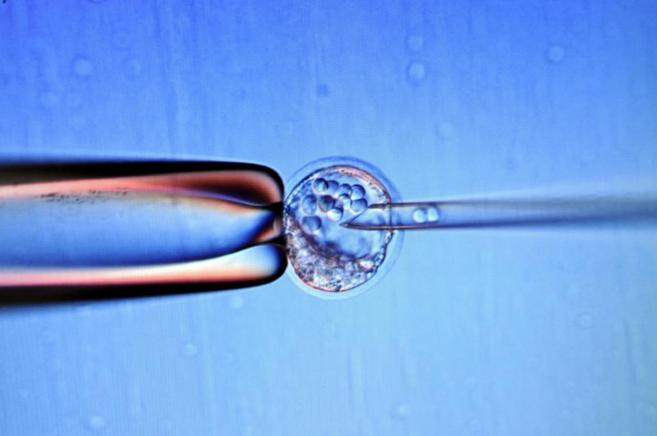 Imagen de la manipulación de un embrión.
