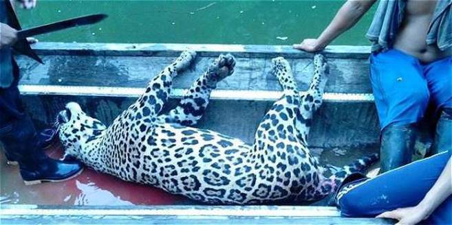 Una de las fotos colgadas en Facebook de un jaguar muerto.