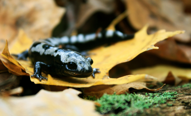 Una salamandra afectada por el calentamiento global.