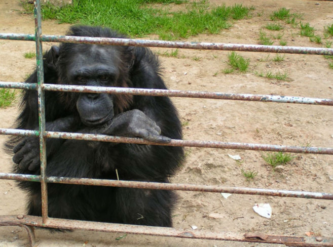 Uno de los dos chimpancs que se escaparon este lunes del zoo...