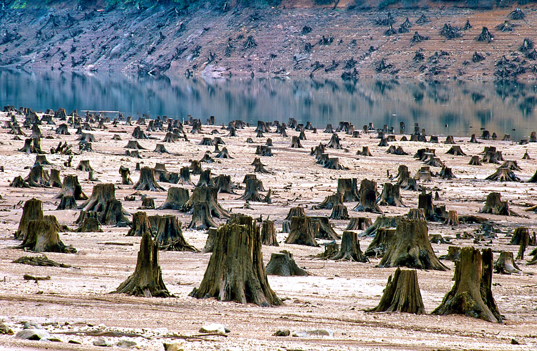 Tala indiscriminada en tierras forestales... | Ciencia | EL MUNDO
