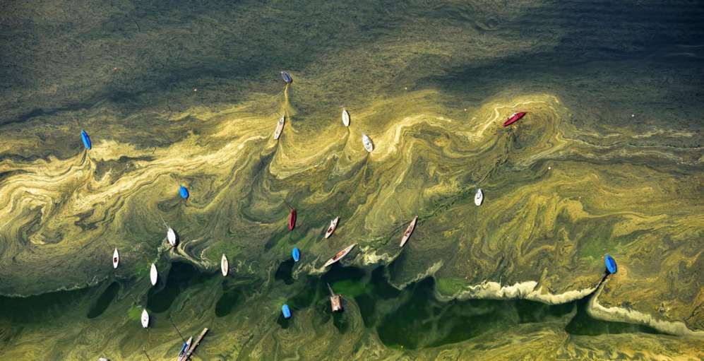 El lago Starnberg, en Alemania, est cubierto de polen.