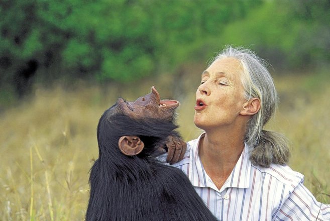 La Dra. Jane Goodall con un chimpanc.
