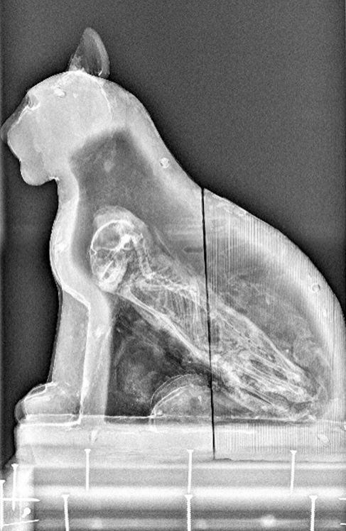 La momia de un gato vista a travs de una radiografa.