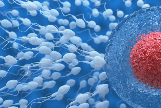 La investigacin en tcnicas de reproduccin asistida y fertilidad...