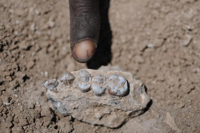Resto de mandbula de 'Australopithecus deyiremeda'.