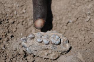 Resto de mandbula de 'Australopithecus deyiremeda'.