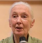 Jane Goodall acompaada de su pequeo chimpanc de peluche durante...