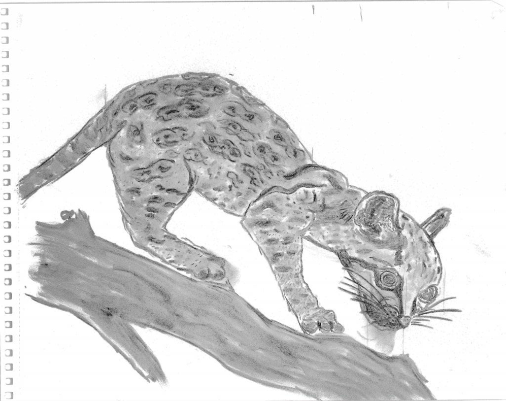 Leopardo acechando en un rbol (julio-agosto de 2014).