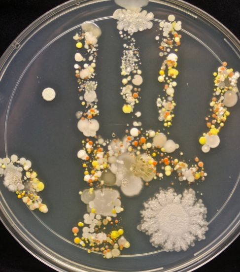La mano de su hijo llena de bacterías.