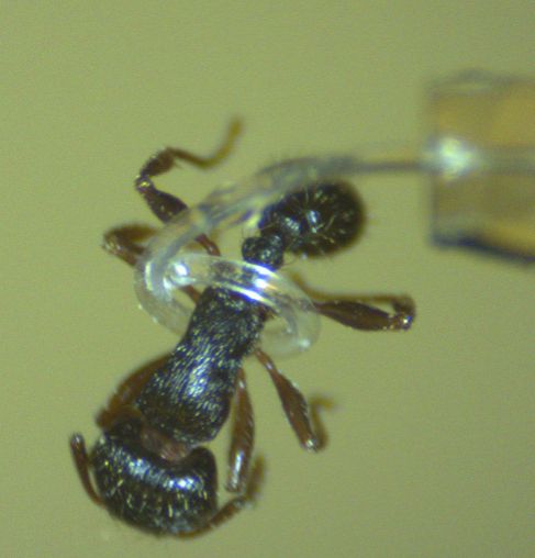 Un microtentculo agarra un insecto.