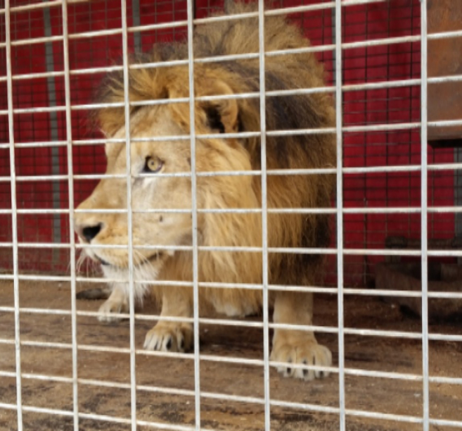 Uno de los leones decomisados por la Guardia Civil en Castelln.
