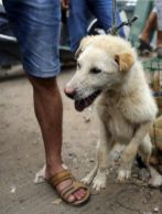 Un vendedor de perros alza uno en el mercado canino de la ciudad china...