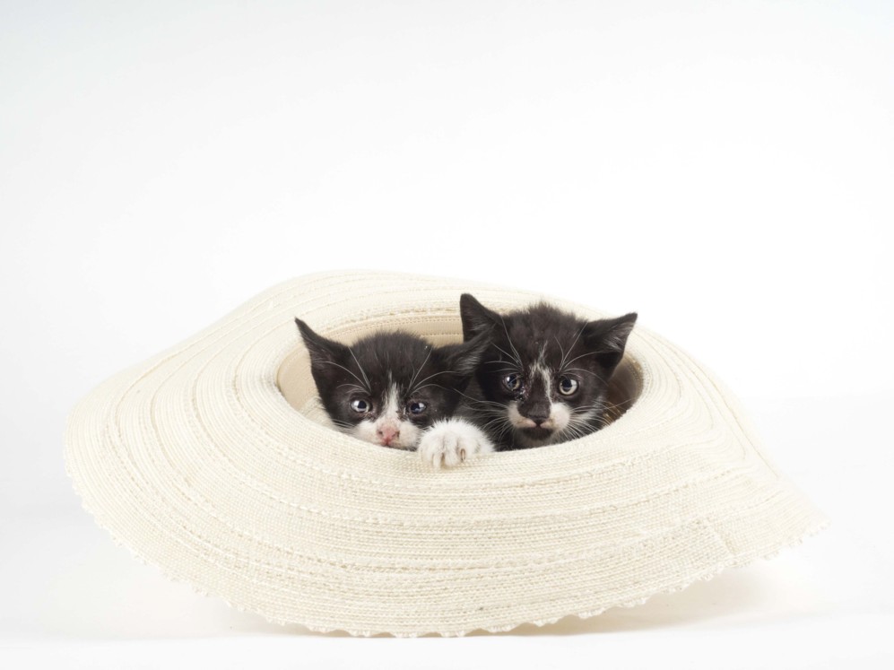 Dos gatitos rescatados hace dos semanas por el fotgrafo de FOTOPETS...