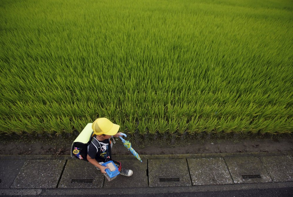 Un escolar camina a la orilla de los campos de arroz en Kazo, al norte...