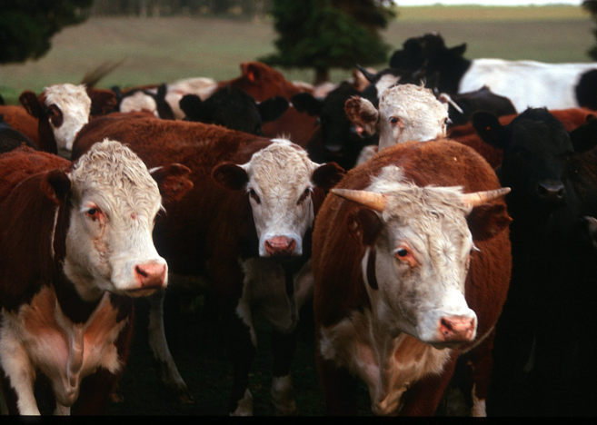 Vacas argentinas pastan libremente por las praderas de Tandil,...