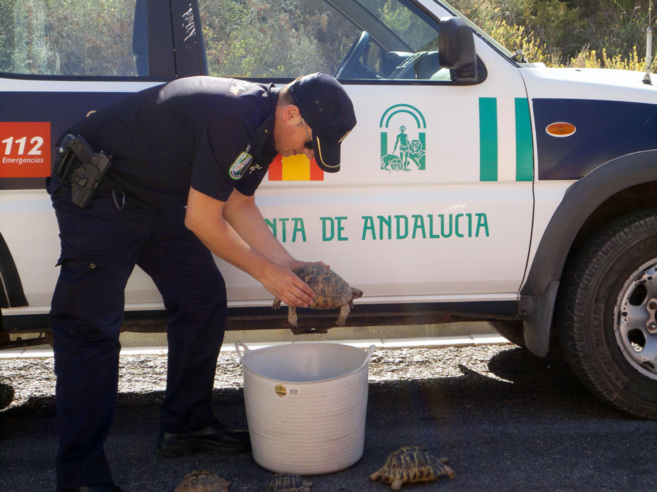 Tortugas mora incautadas por la polica autonmica en Almera.