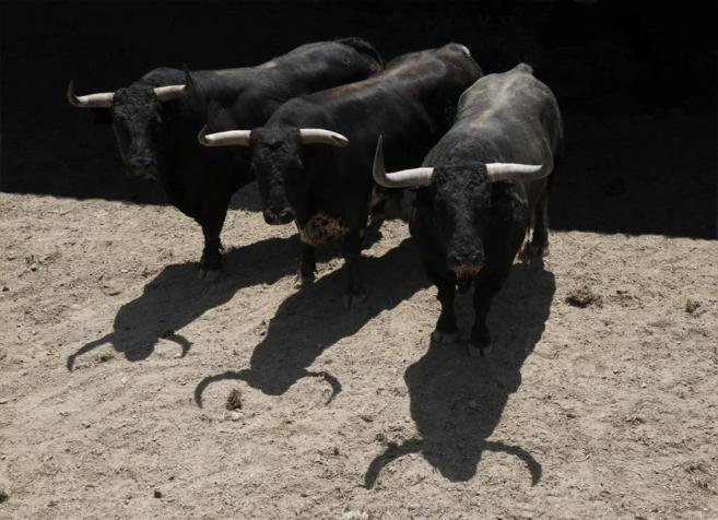 Tres de los toros de Jandilla, en los corrales del Gas, que corrern...