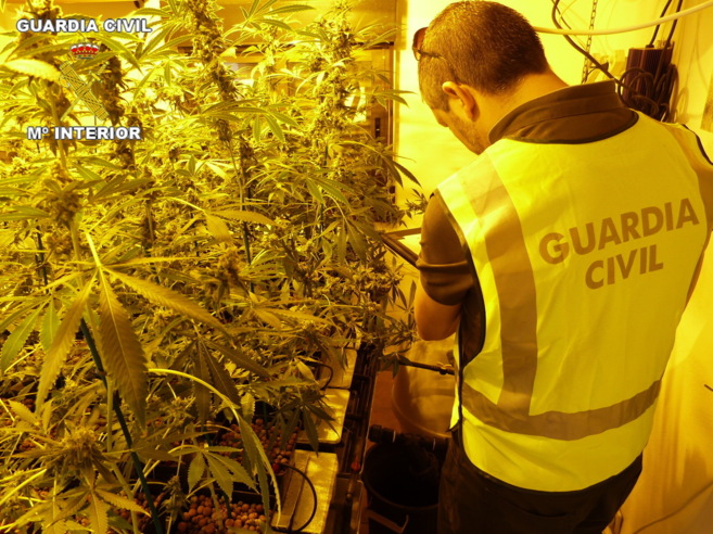 Algunas de las plantas de marihuana que cultivaba el detenido