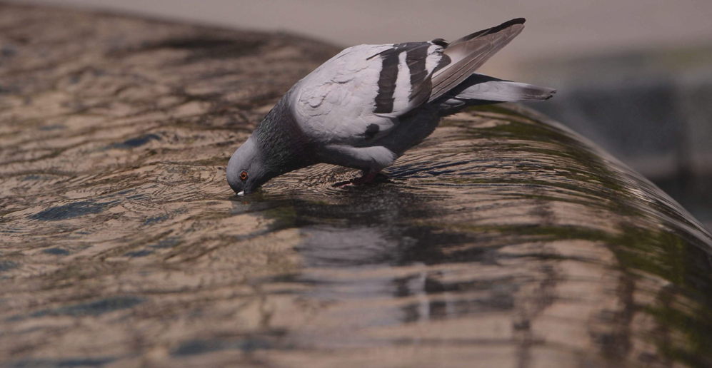 Una paloma bebe agua de una fuente de Córdoba ayer, bajo aviso...