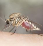 El mosquito Anopheles, que transmite la malaria.