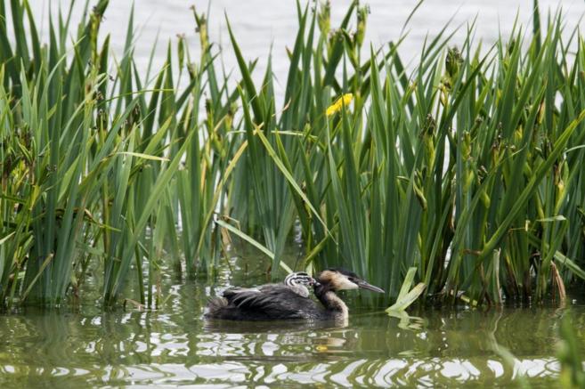 Un somormujo y su polluelo en la laguna de Arkaute, en el Parque de...