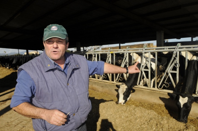 El ganadero Rafel Barcel en su explotacin de 100 vacas en Campos.