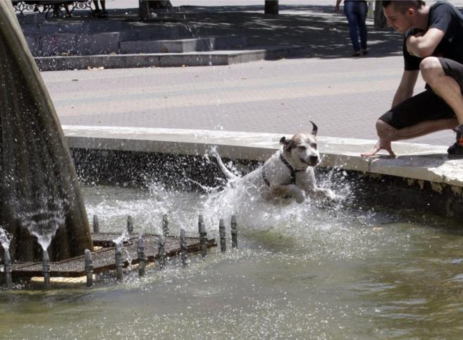 Un perro se refresca del intenso ante las altas temperaturas.