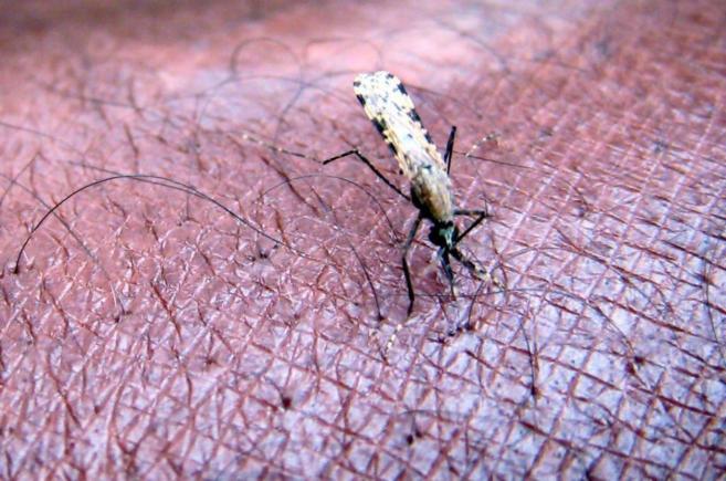 "Anopheles gambiae", el mosquito que transmite el parsito que causa...