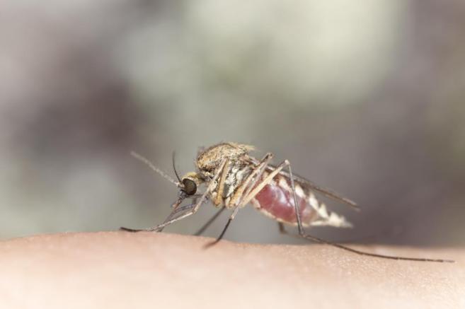 El mosquito que causa la malaria.
