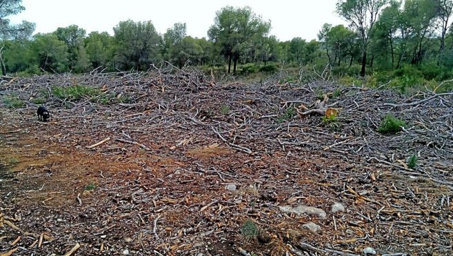 Las ramas secas que se acumulan en la Sierra Calderona.