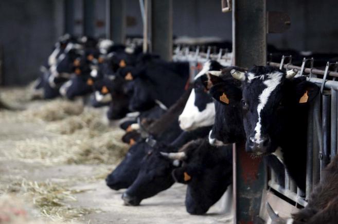 Vacas lecheras en una explotación ganadera