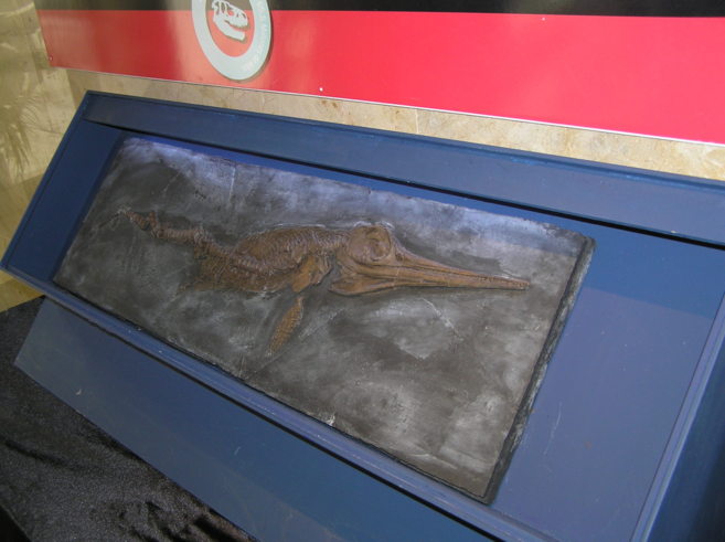 Ejemplar del ictiosaurio, expuesto en el Museo Paleontolgico de...