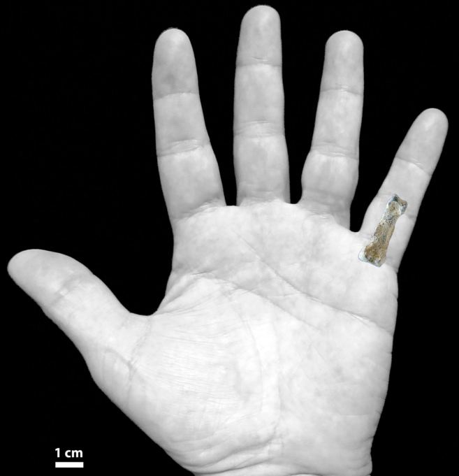 La falange proximal hallada en Tanzania, de 3,6 cm, colocada en el...