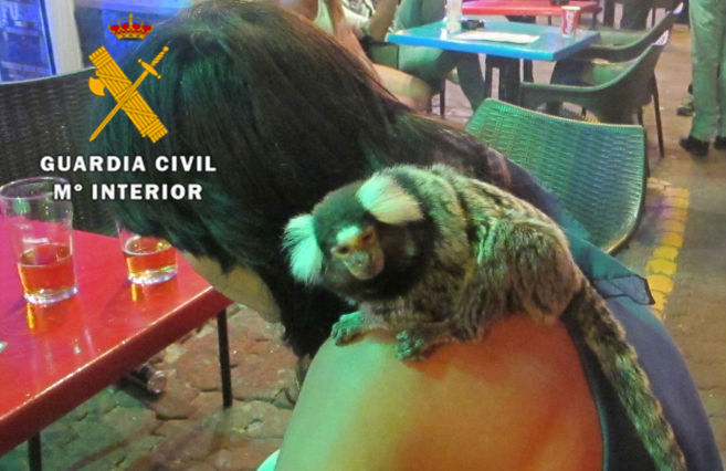 El Seprona ha rescatado a un ejemplar de mono tit, un guacamayo y...