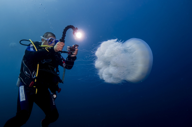 La medusa 'Rhopilema nomadica', muy tóxica y dañina para...