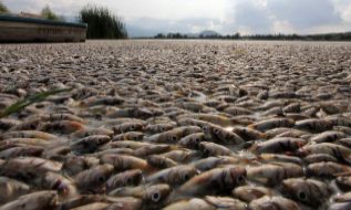 Ms de 40 toneladas de peces muertos en Mxico.