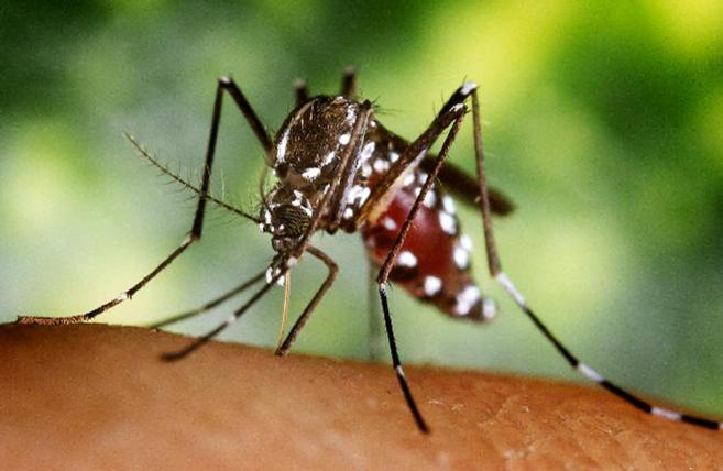 Mosquito tigre, que provoca la infeccin del virus Chikungunya.