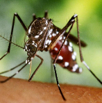 Mosquito tigre, que provoca la infeccin del virus Chikungunya.