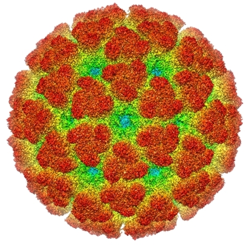 Imagen al microscopio del virus del Chikungunya.