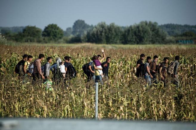 Un grupo de refugiados atraviesa un campo de trigo entre Serbia y...