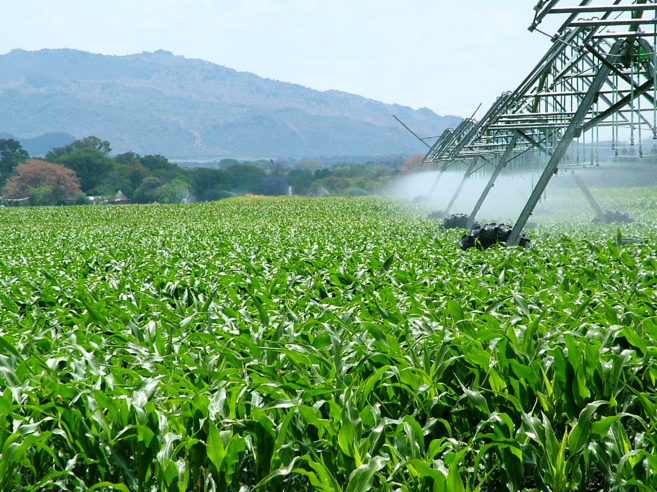 De los campos de maíz se obtiene biocombustibles de primera...