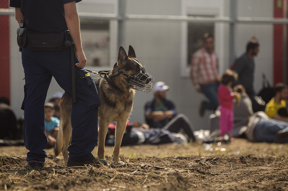 La Polica hngara usa perros con bozales de hierro para controlar a...
