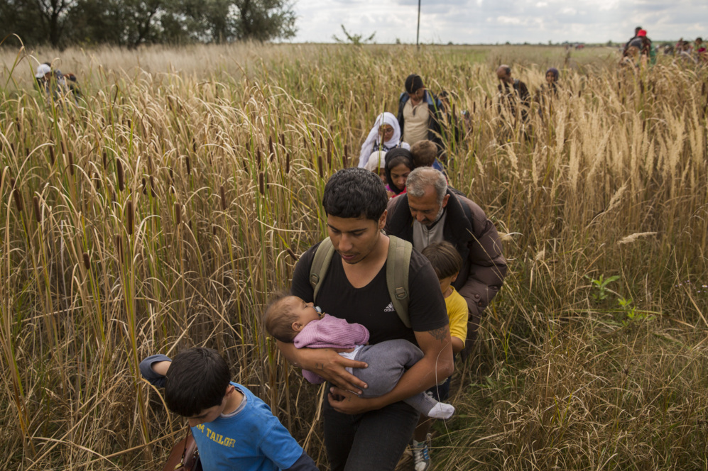 Familias de refugiados atraviesan plantaciones en territorio hngaro,...