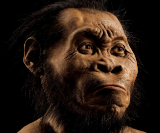 Reconstruccin del aspecto de 'Homo naledi'.